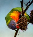 Upside Down Lorikeet