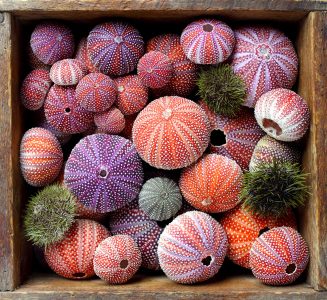 Urchin Shells Jigsaw Puzzle