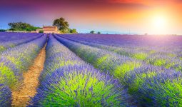 Valensole Lavender