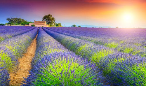 Valensole Lavender Jigsaw Puzzle