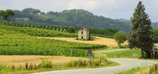 Vineyard and Barn