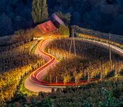 Vineyard at Night