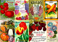 Vintage Seed Collage