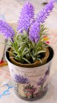 Violet Hyacinth