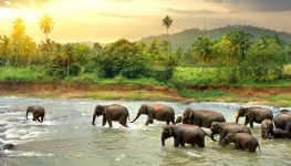 Wading Elephants