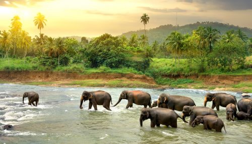 Wading Elephants Jigsaw Puzzle