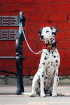 Waiting Dalmation