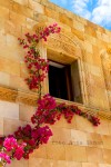 Wall Flowers