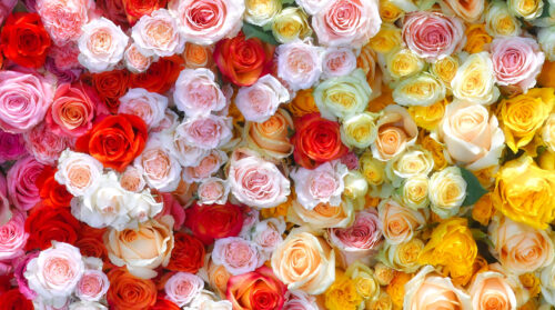 Wall of Roses Jigsaw Puzzle