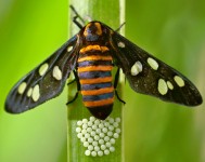 Wasp Moth