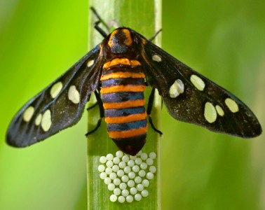 Wasp Moth Jigsaw Puzzle
