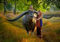 Water Buffalo