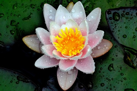Water Lily Jigsaw Puzzle