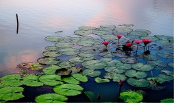 Waterlilies at Sunset