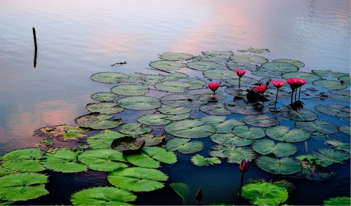 Waterlilies at Sunset Jigsaw Puzzle