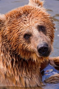 Wet Bear Jigsaw Puzzle