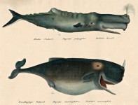 Whale Illustrations