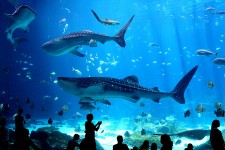 Whale Sharks