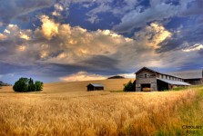 Wheat Farm