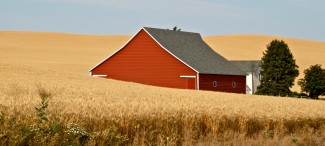 Wheat Field