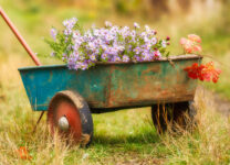 Wheelbarrow Flowers