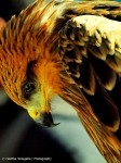 Whistling Kite