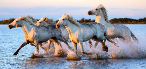 White Camargues Jigsaw Puzzle