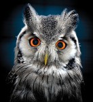 White-faced Scops Owl