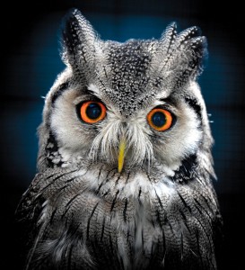 White-faced Scops Owl Jigsaw Puzzle