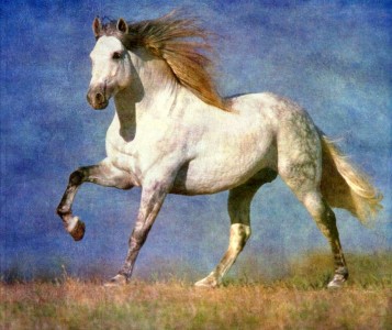 White Horse Jigsaw Puzzle