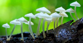 White Mushrooms