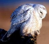 White Owl