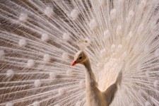 White Peacock