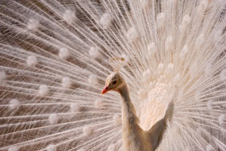 White Peacock Jigsaw Puzzle