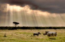 White Rhinos