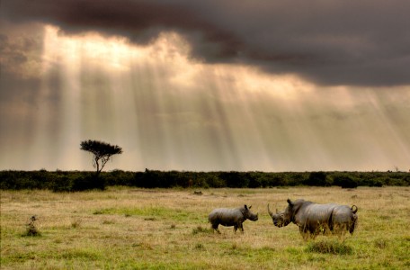 White Rhinos Jigsaw Puzzle