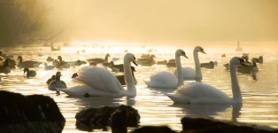 White Swans