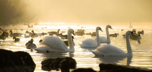 White Swans Jigsaw Puzzle