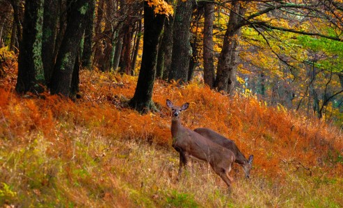 Whitetail Deer Jigsaw Puzzle