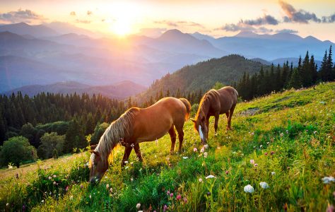 Wild Horse Pair Jigsaw Puzzle