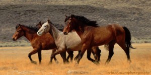 Wild Horses