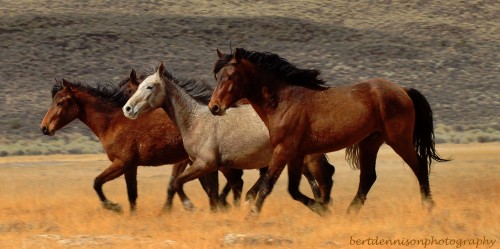 Wild Horses Jigsaw Puzzle