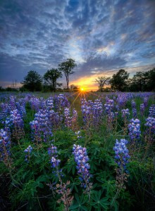 Wild Lupine Jigsaw Puzzle