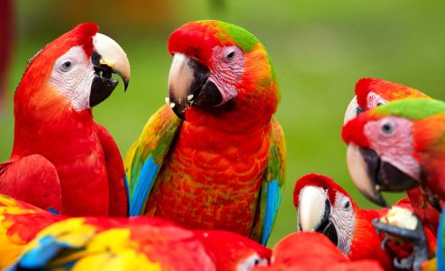 Wild Parrots Jigsaw Puzzle