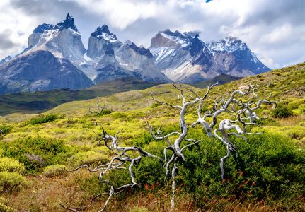 Wild Patagonia Jigsaw Puzzle