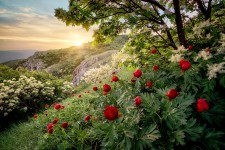 Wild Peonies