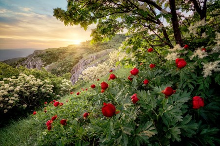 Wild Peonies Jigsaw Puzzle