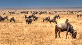 Wildebeest Herd