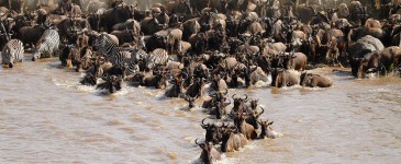 Wildebeest Migration