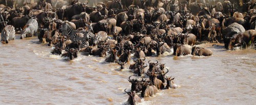 Wildebeest Migration Jigsaw Puzzle